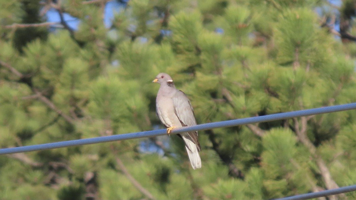 Band-tailed Pigeon - ML573525591