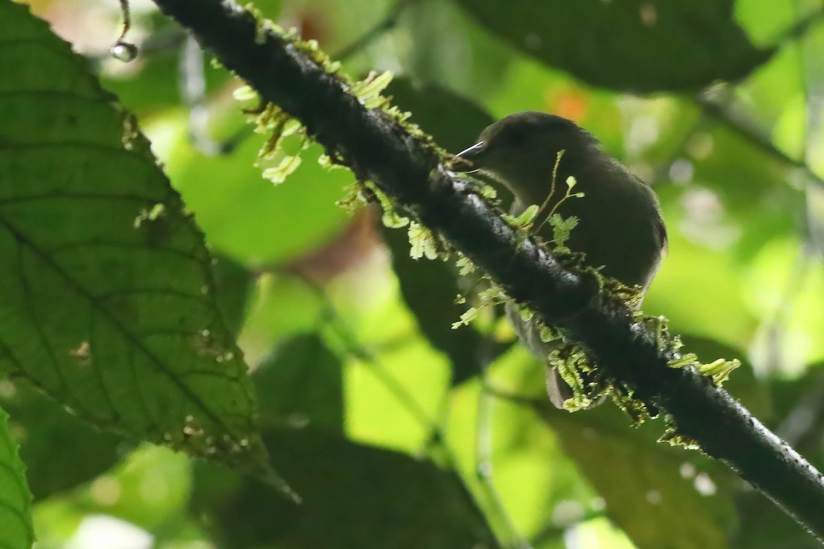 Spot-winged Antshrike - ML573525641