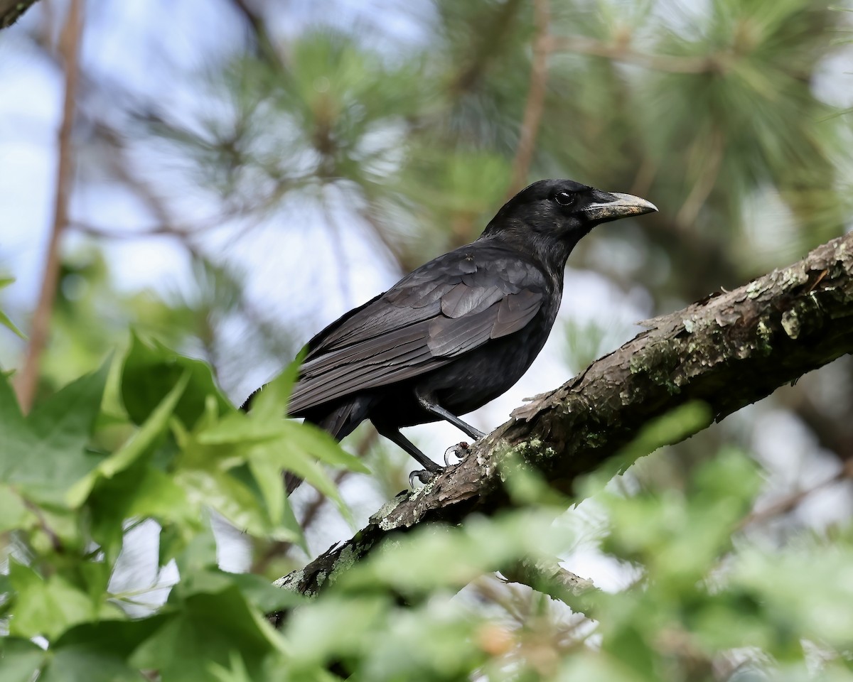 American Crow - ML573525941