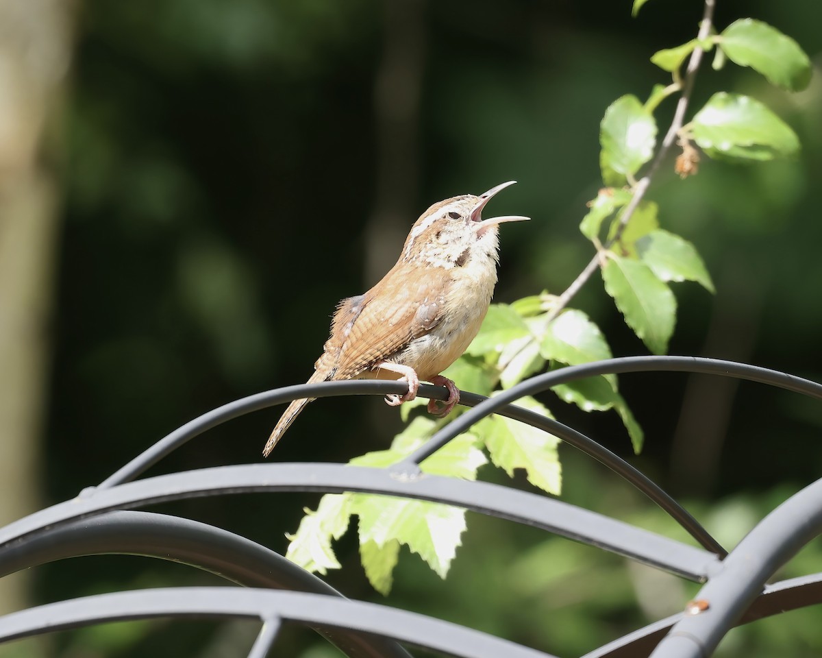 Carolina Wren - ML573525981