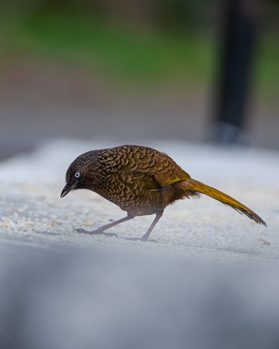 Scaly Laughingthrush - ML573526841