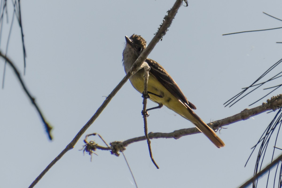 Great Crested Flycatcher - ML573527211