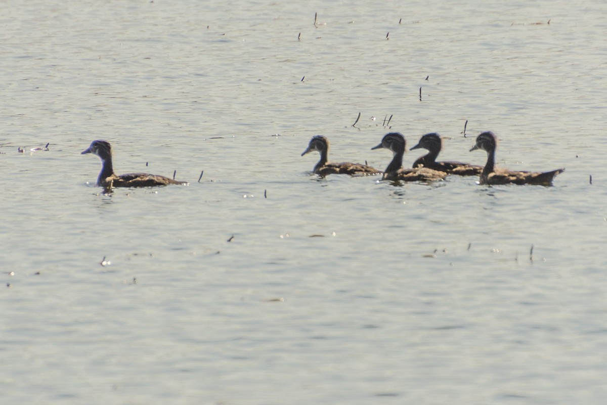 Wood Duck - ML573527251