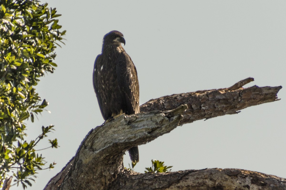 Bald Eagle - ML573527391