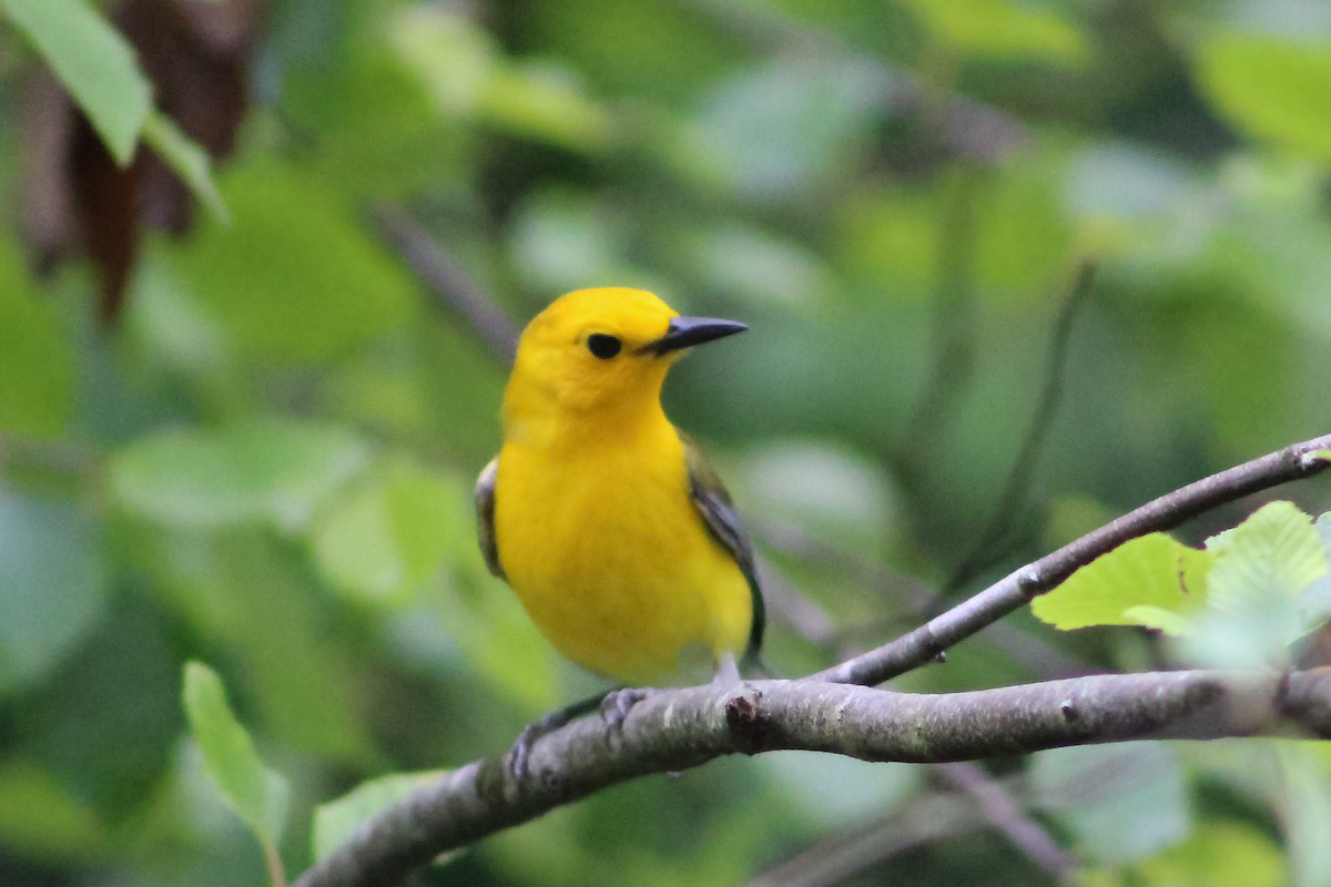 Prothonotary Warbler - ML573527441