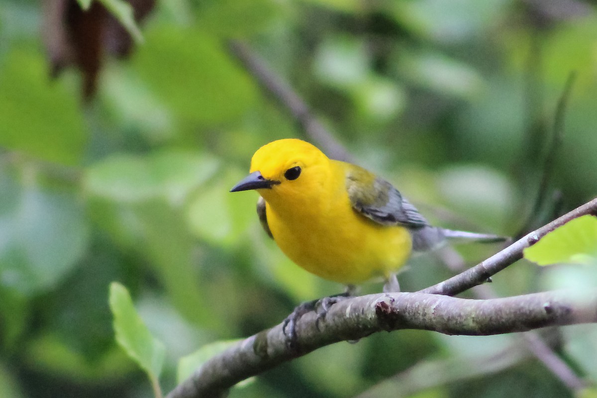 Prothonotary Warbler - ML573527451