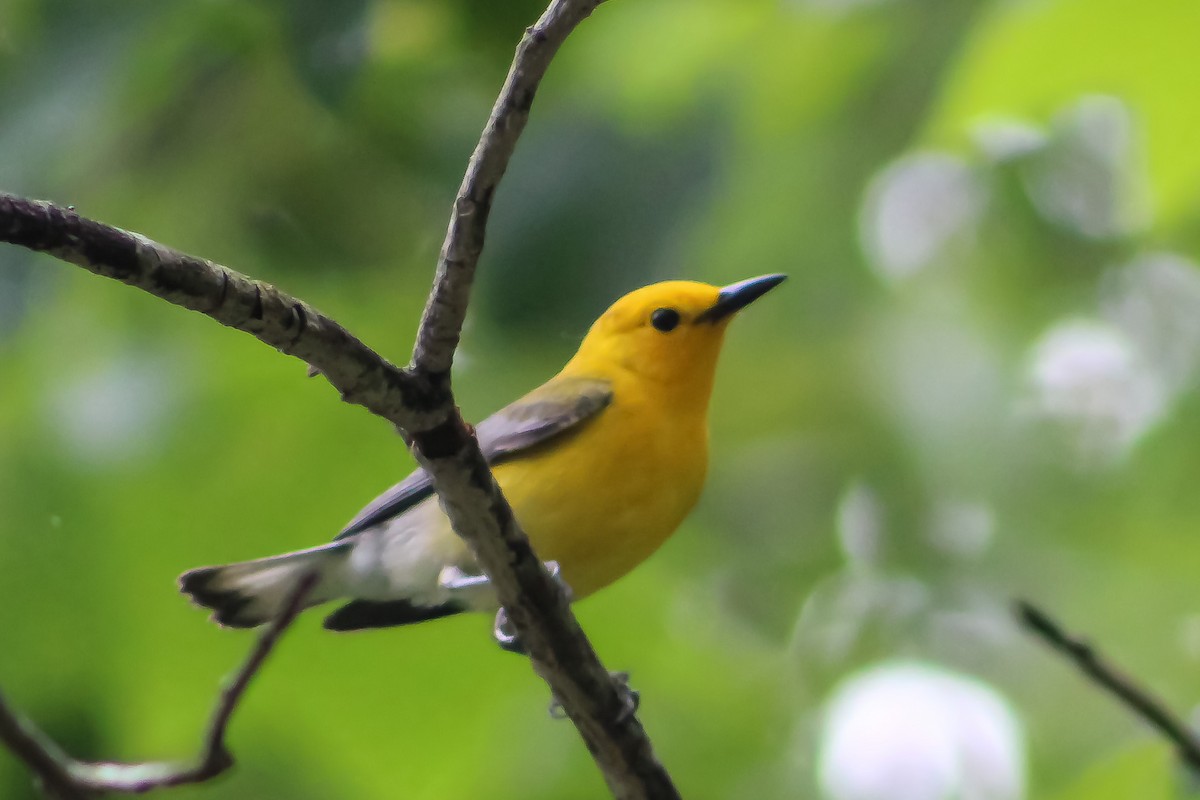 Prothonotary Warbler - ML573527461
