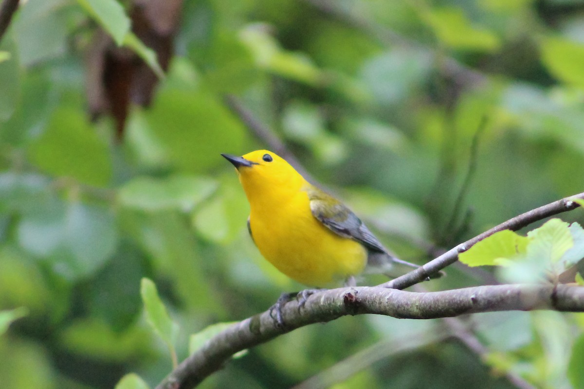 Prothonotary Warbler - ML573527471