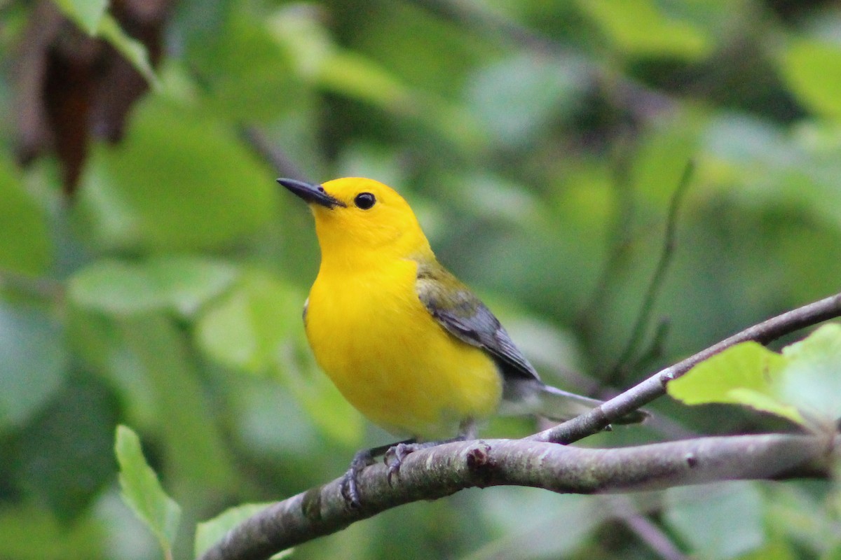 Prothonotary Warbler - ML573527481
