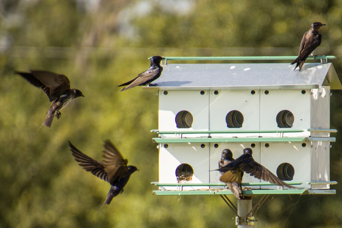 Purple Martin - ML573527491