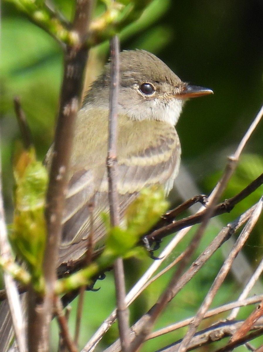 Willow Flycatcher - ML573527531