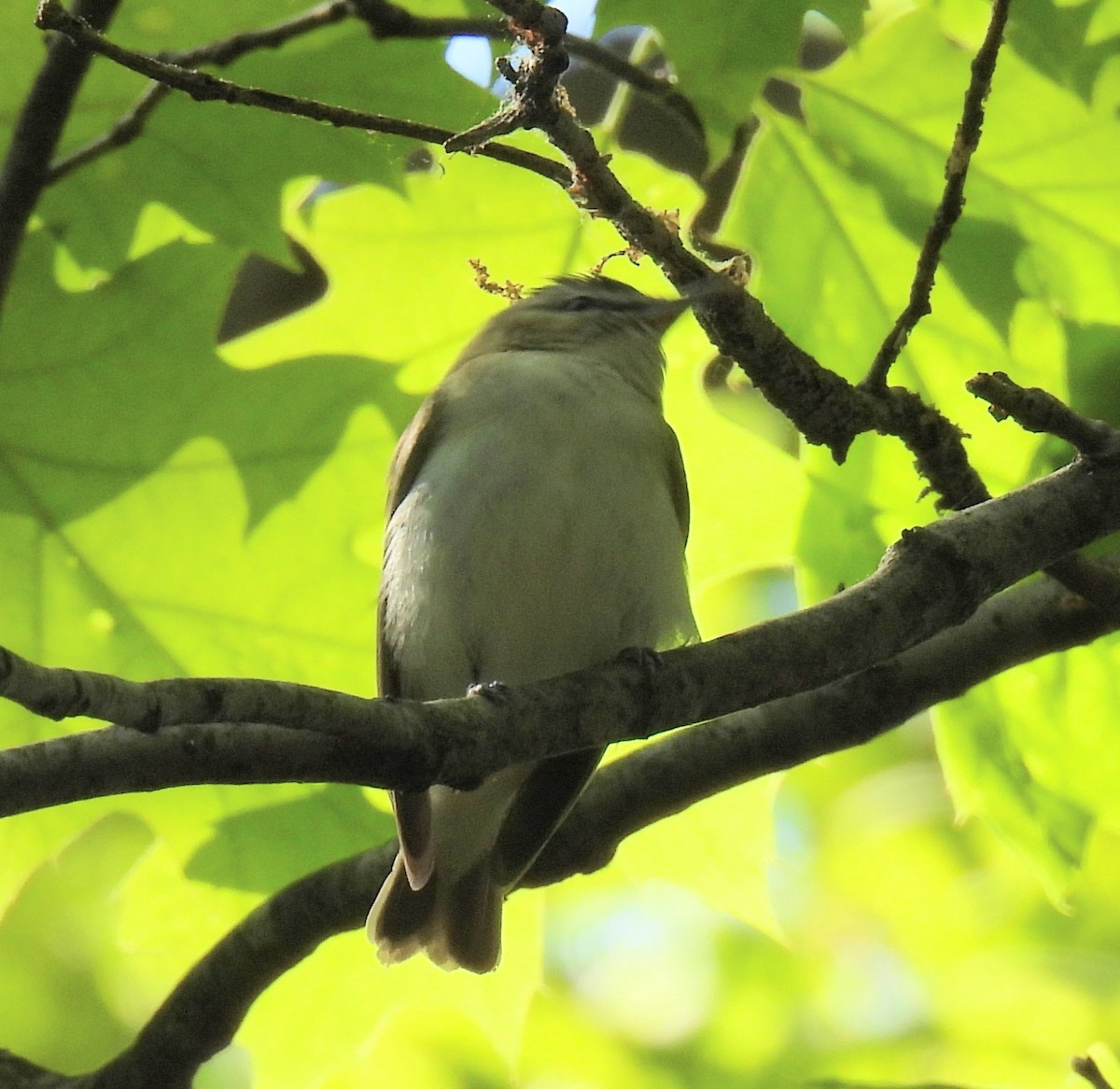 Red-eyed Vireo - ML573527561