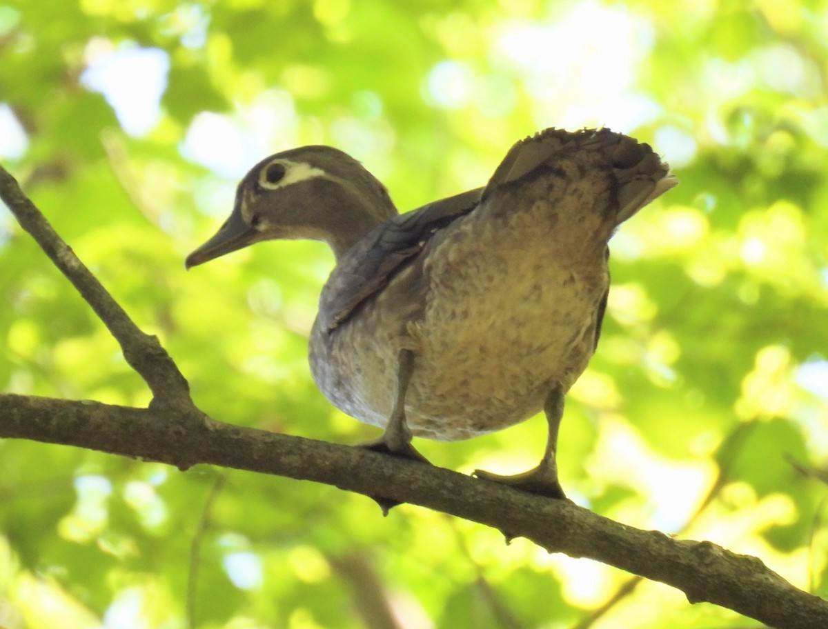 Wood Duck - ML573527621