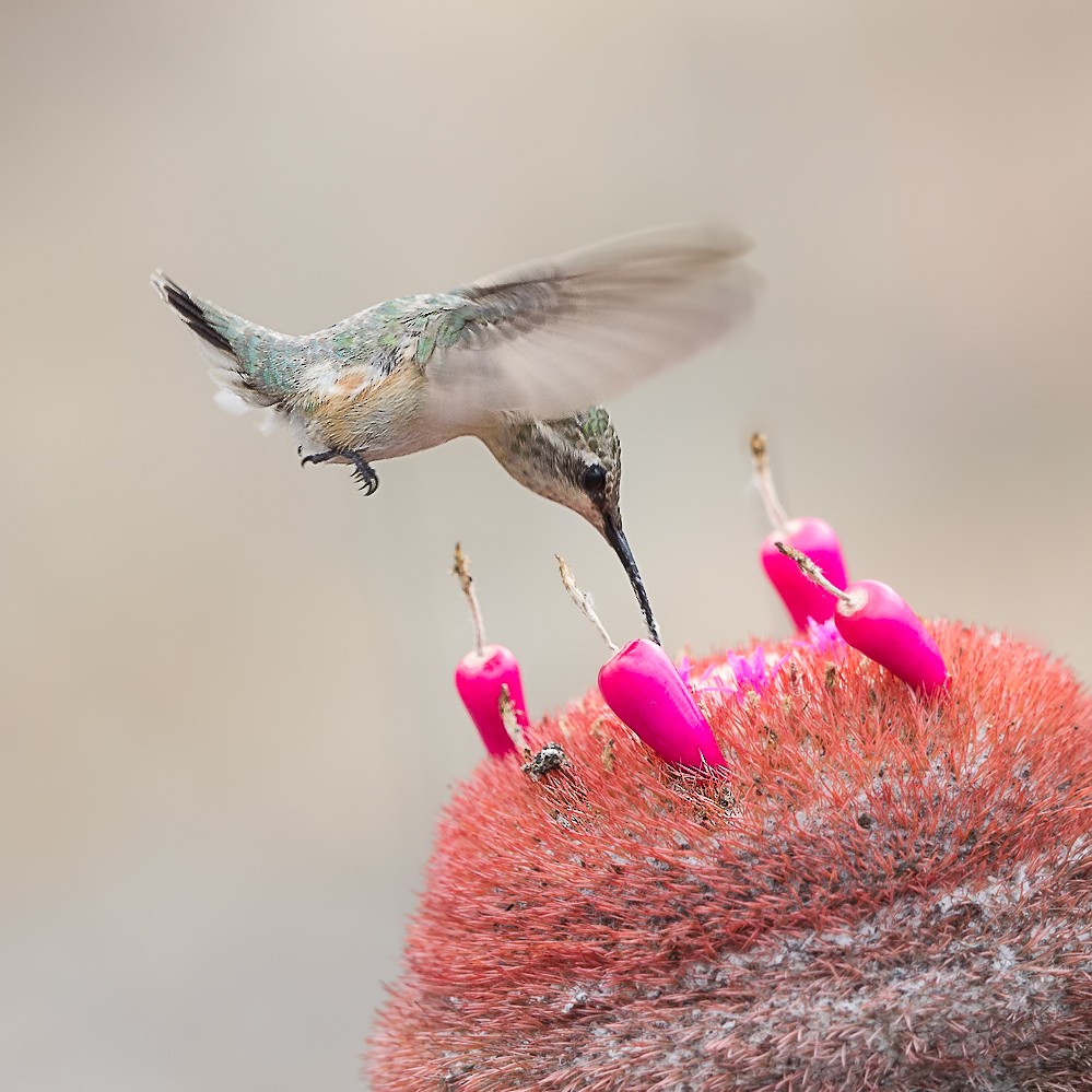 Colibrí Colicorto - ML57352771