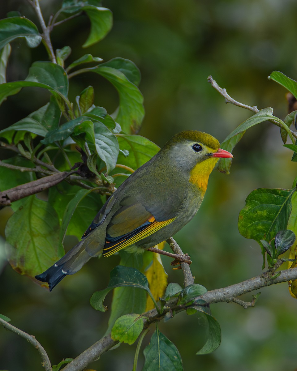 Red-billed Leiothrix - ML573527781