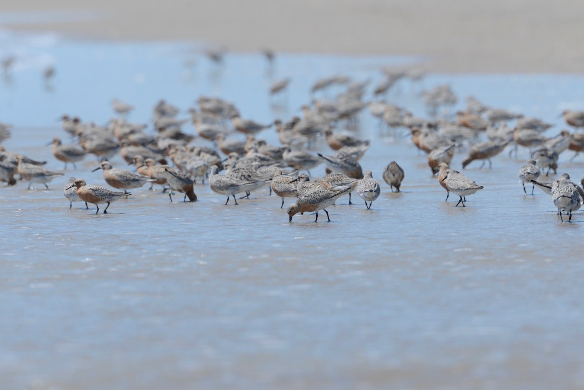 Red Knot - ML573528391