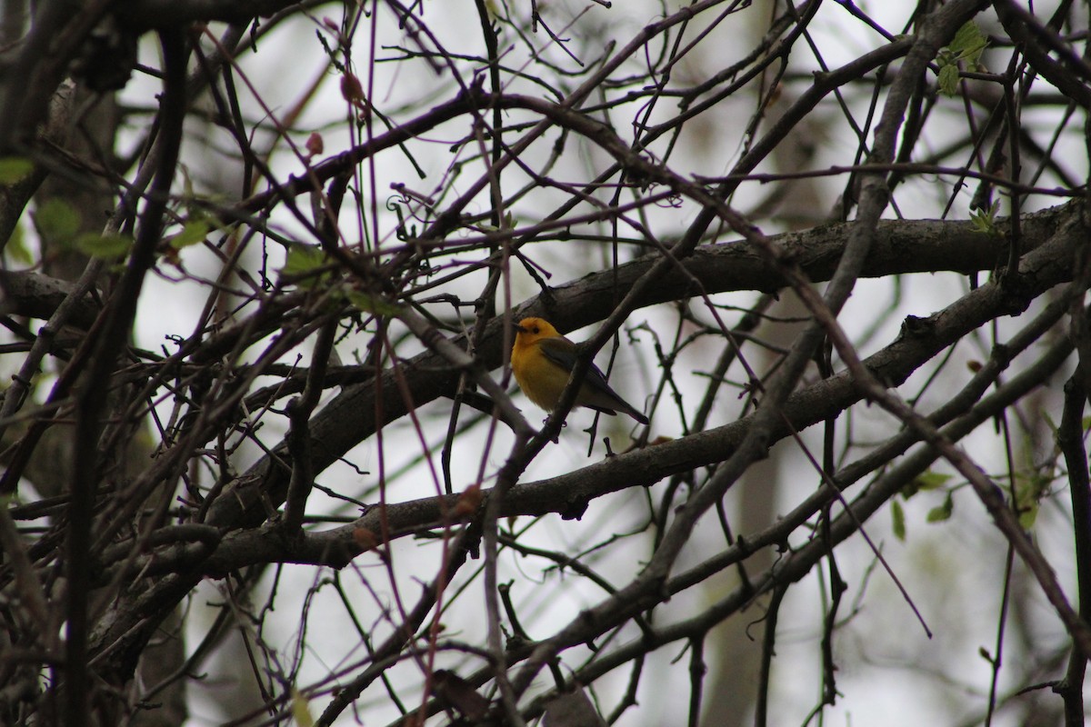 Prothonotary Warbler - JACOB STASSO