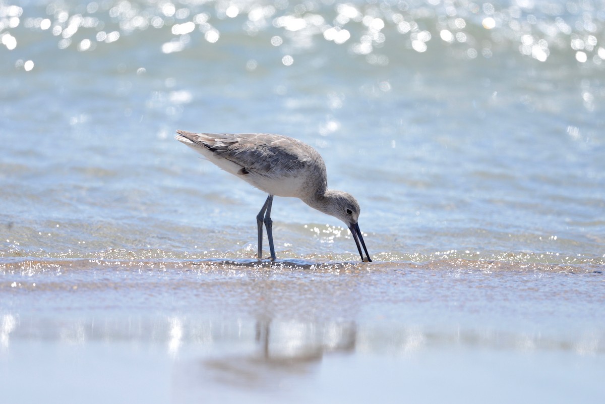 Willet - ML573528751