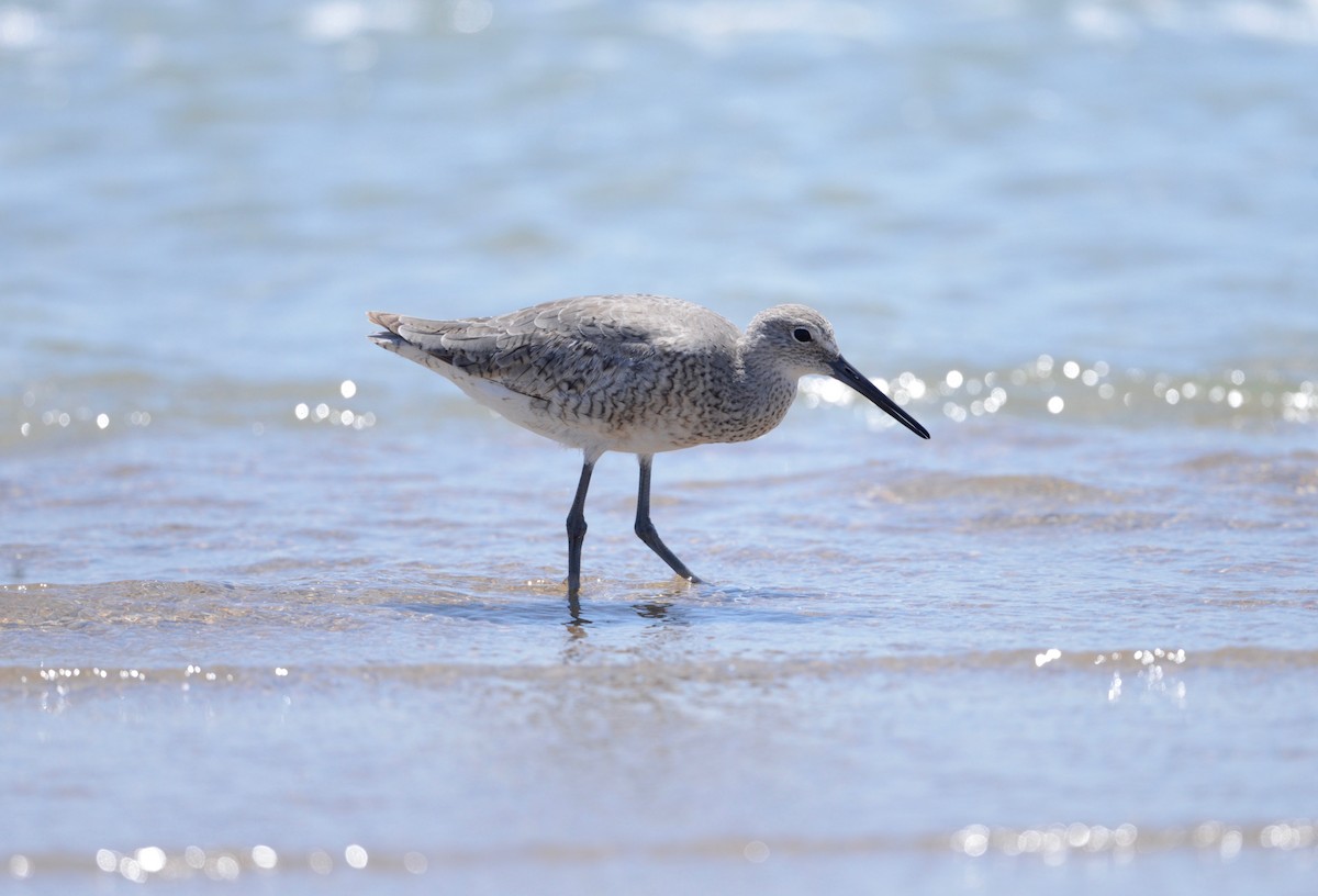 Willet - ML573528761