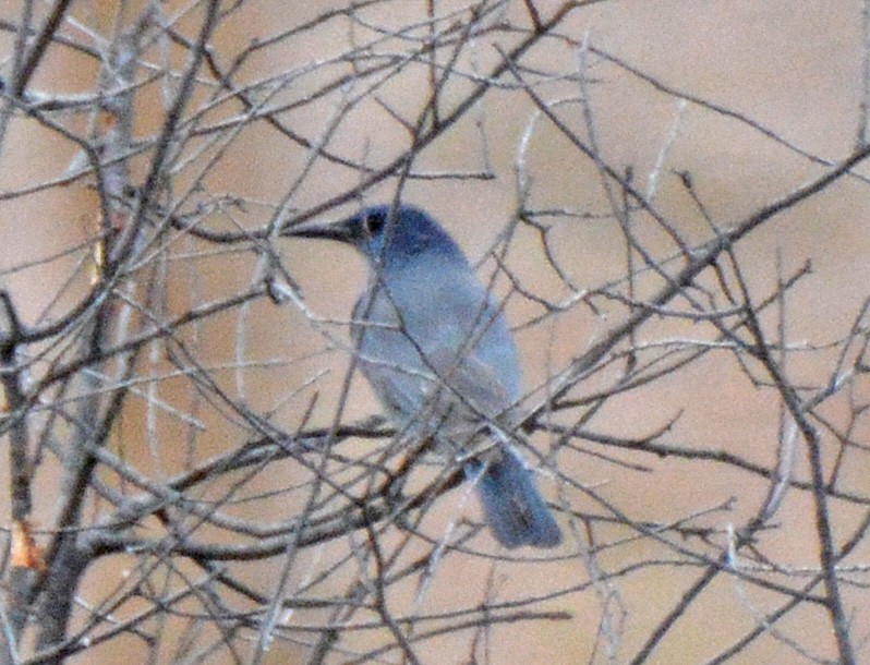 Pinyon Jay - ML573529911