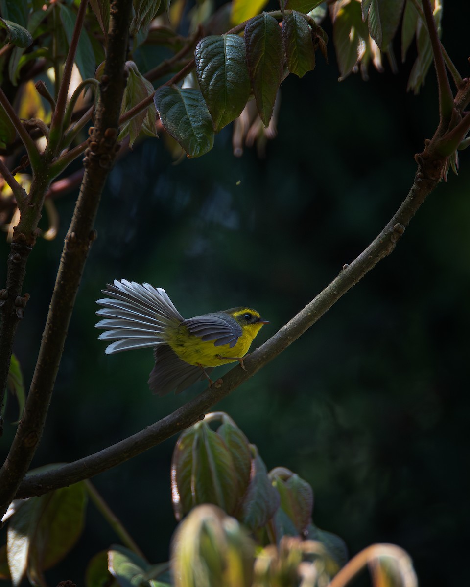 Yellow-bellied Fairy-Fantail - ML573529981