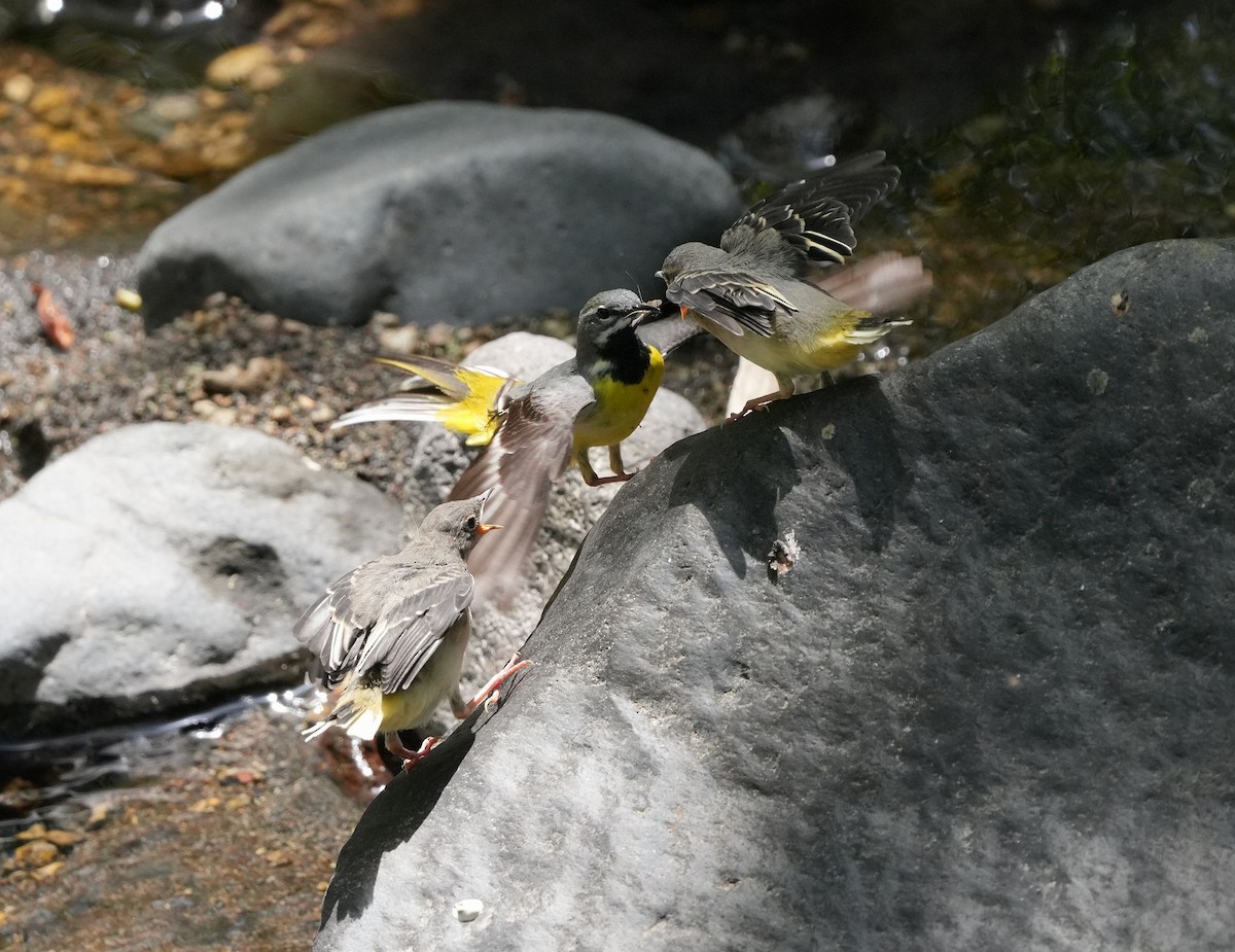 Gray Wagtail - Anonymous