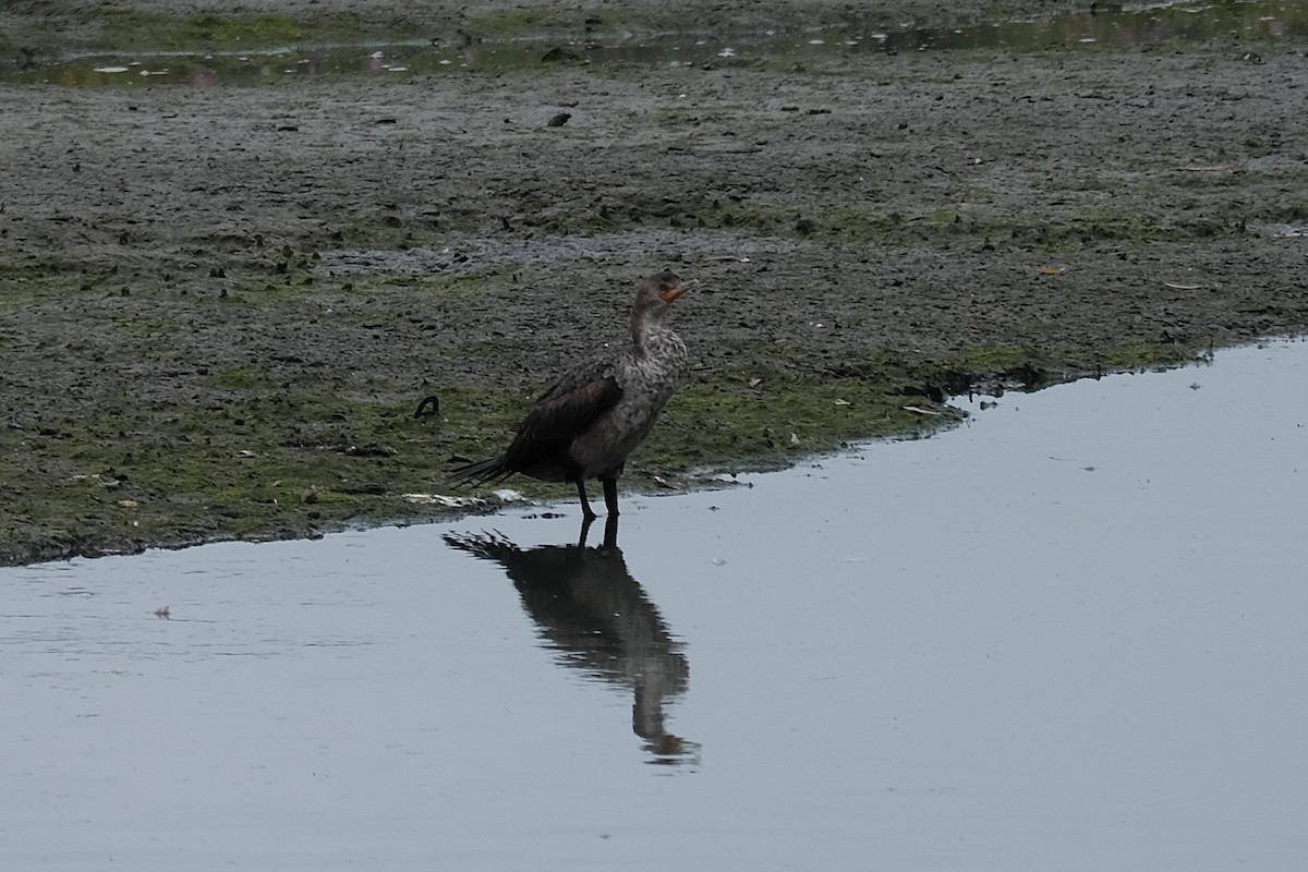 Double-crested Cormorant - ML573531351