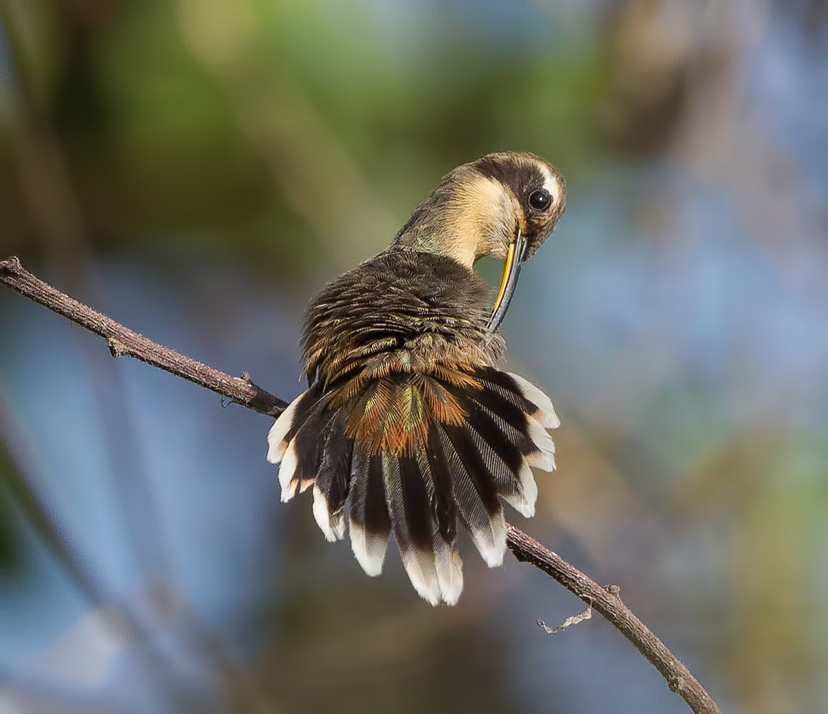 Schwanzbinden-Schattenkolibri - ML57353221