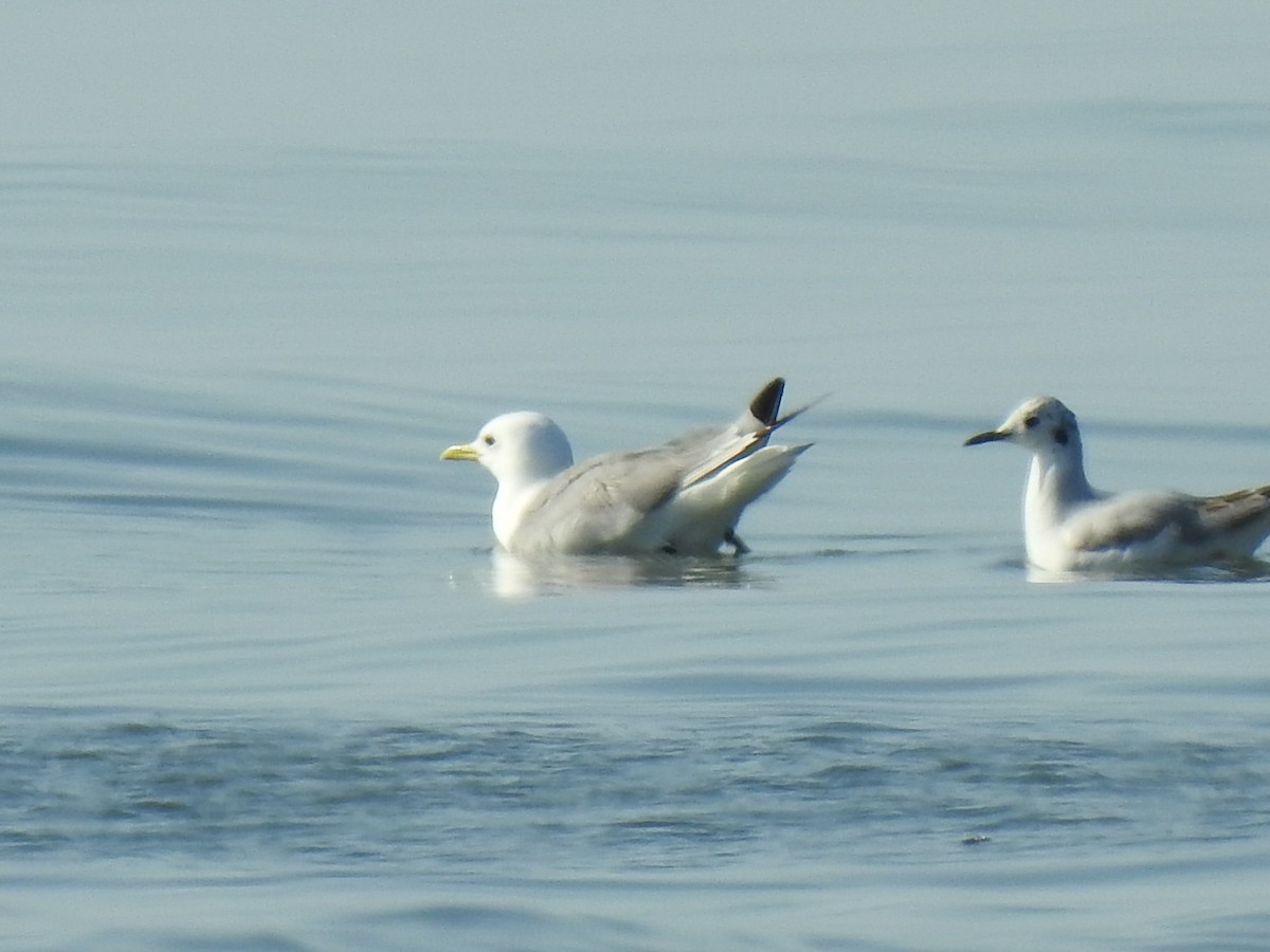 Black-legged Kittiwake - ML573532251