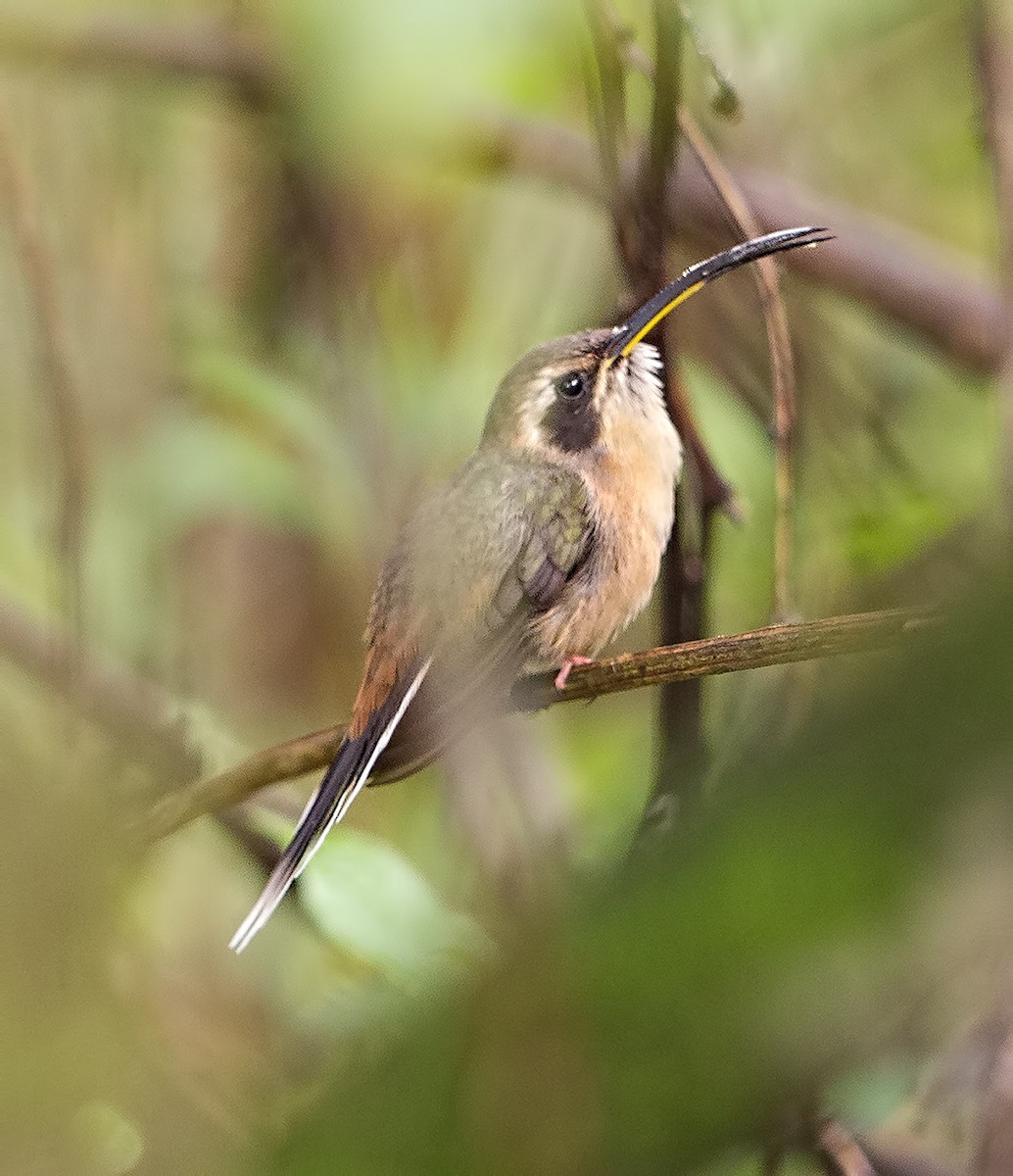 Gray-chinned Hermit - ML57353231