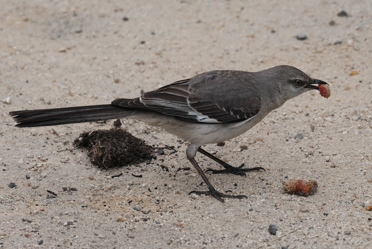 Northern Mockingbird - ML573532381