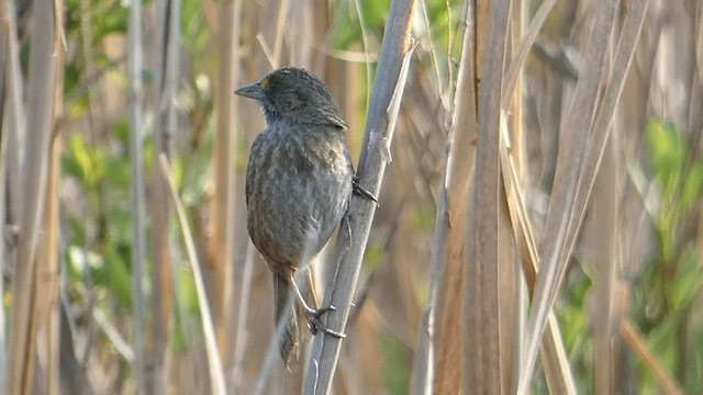 Seaside Sparrow - ML573532551