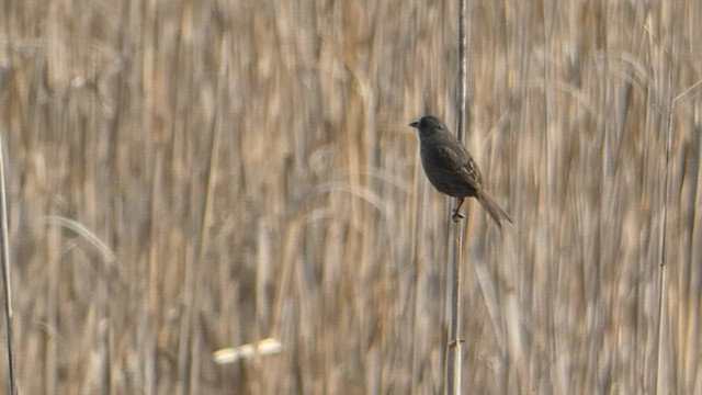 Seaside Sparrow - ML573532611