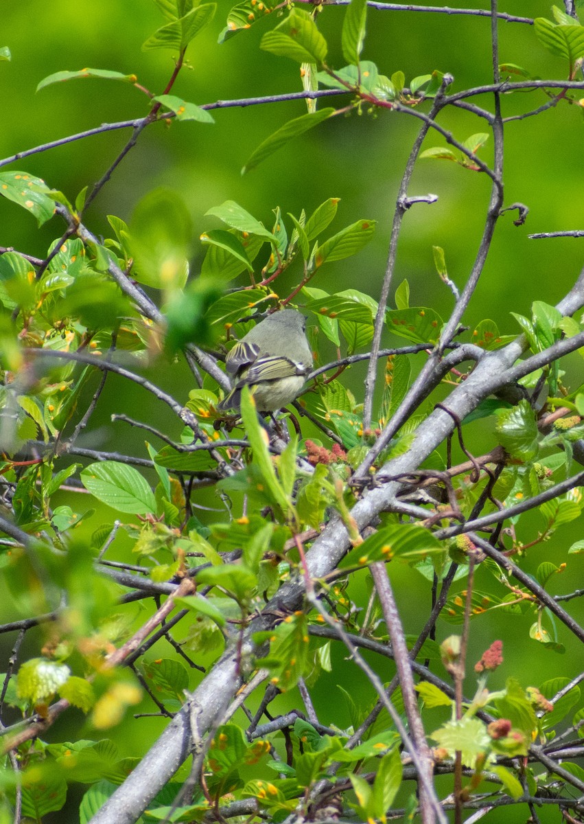 Ruby-crowned Kinglet - Carol Thomson