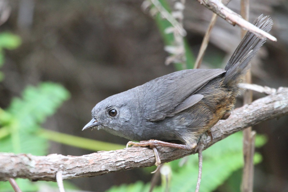 Rock Tapaculo - ML573533221