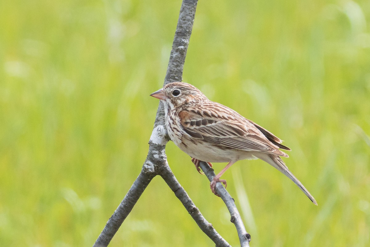 Vesper Sparrow - ML573534861