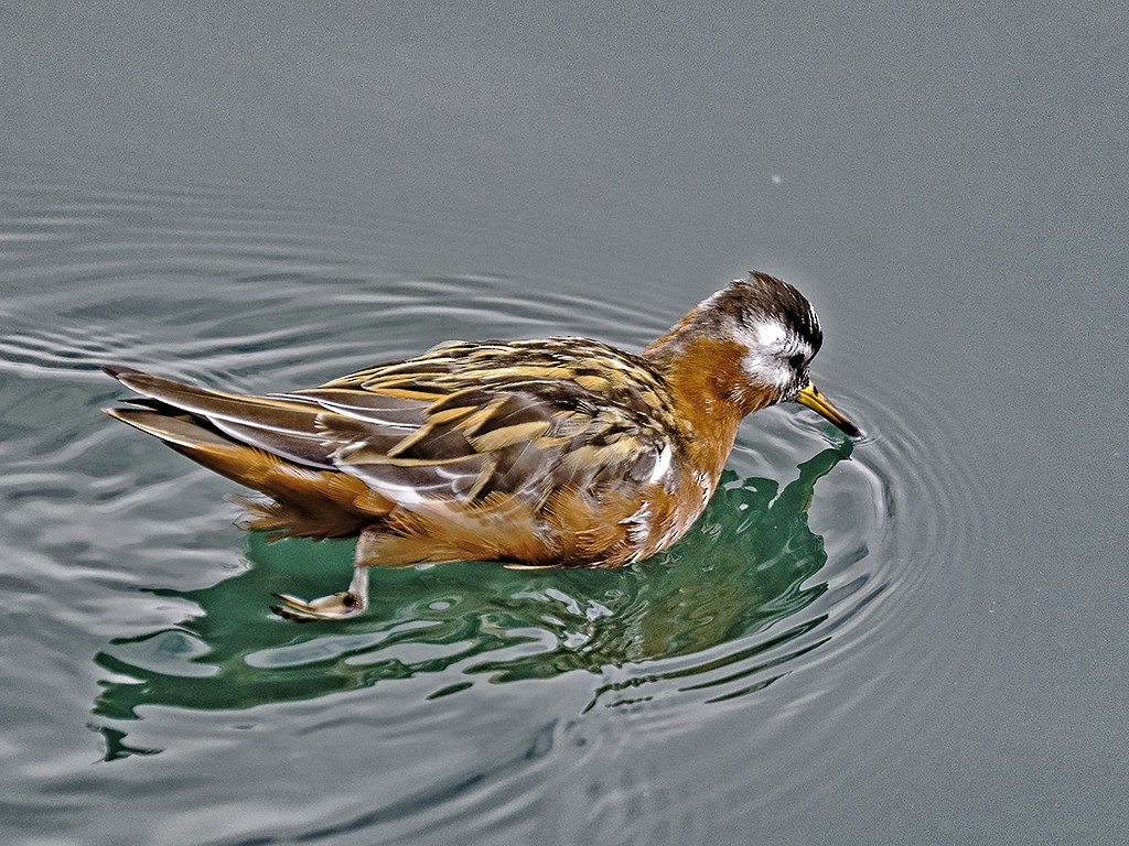 Phalarope à bec large - ML57353691