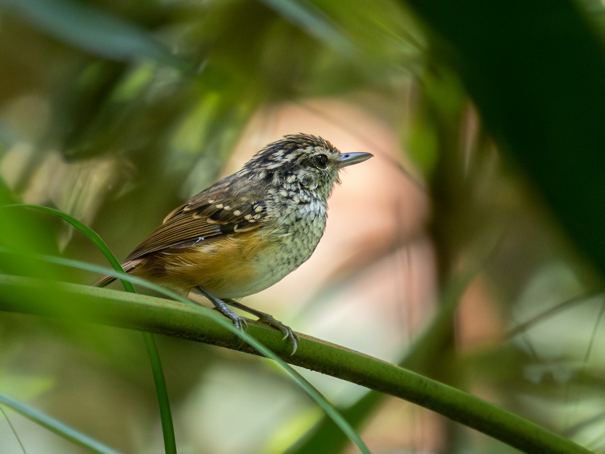 Manicore Warbling-Antbird - Héctor Bottai