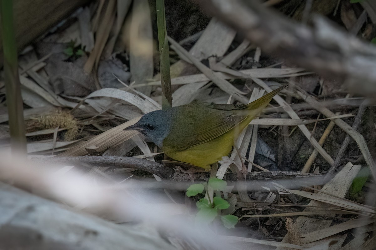 Mourning Warbler - Kelly and John Casey