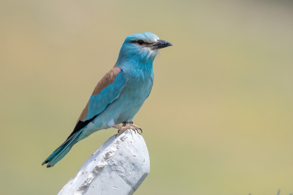 European Roller - Eren Aksoylu