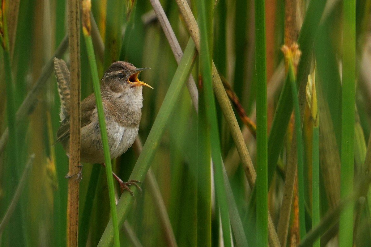 Marsh Wren - ML573540821