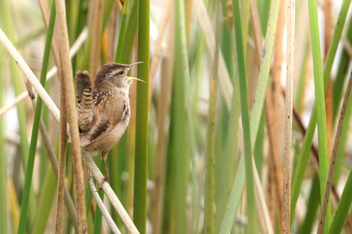 Marsh Wren - ML573540861