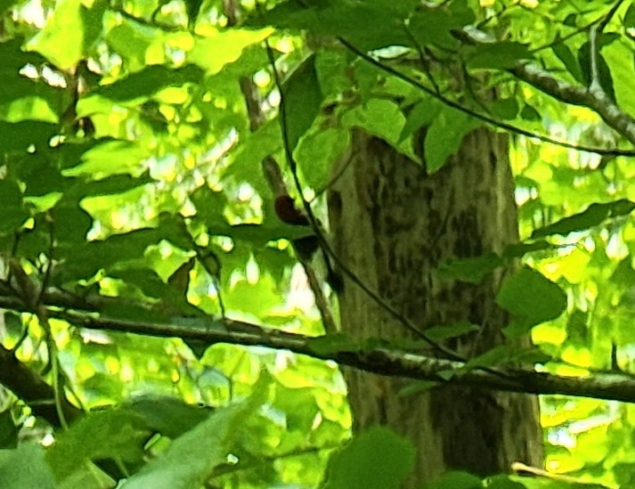 Red-headed Woodpecker - ML573540951