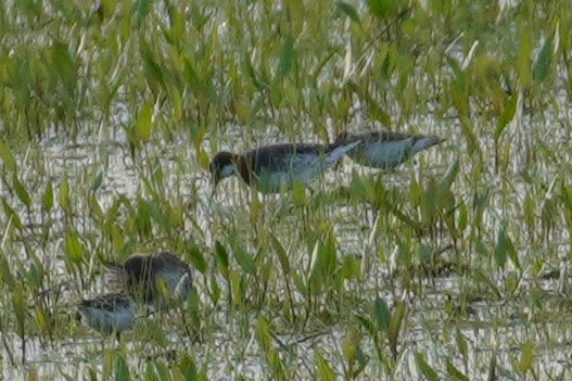 Phalarope à bec étroit - ML573541851