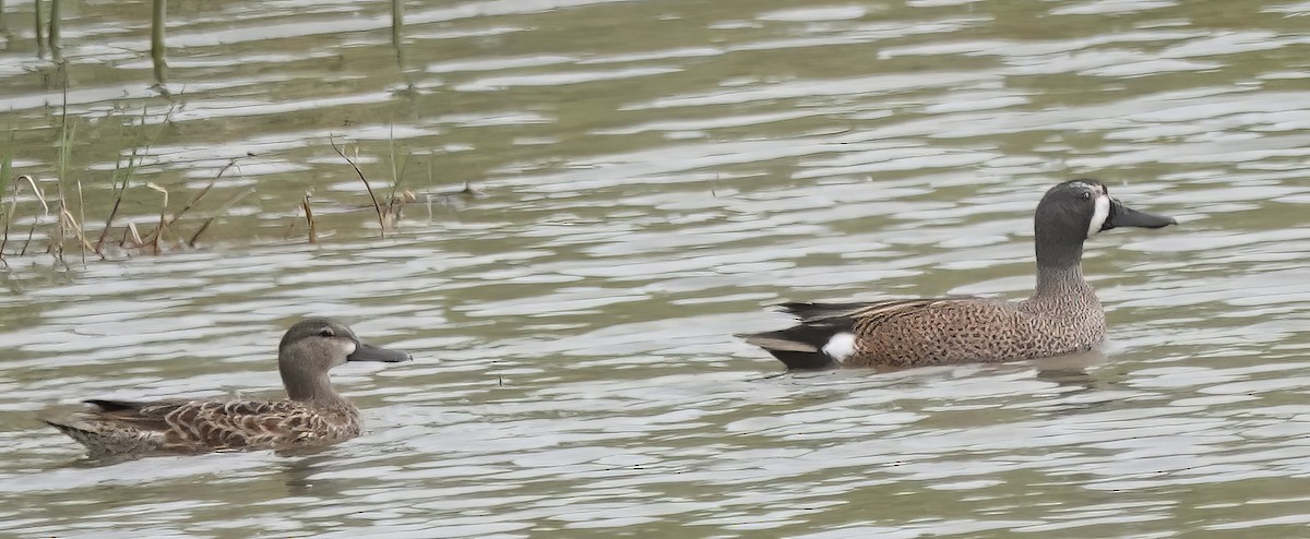 Blue-winged Teal - ML573542681