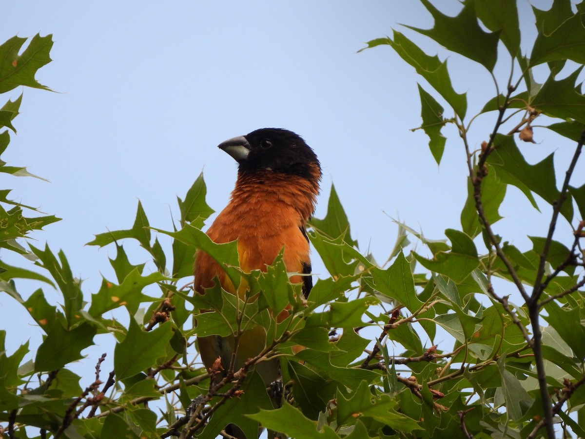 Cardinal à tête noire - ML573542881