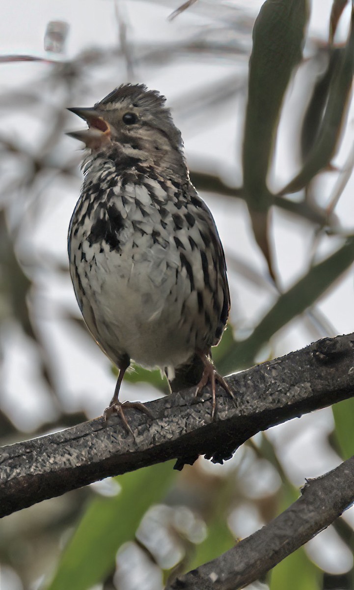 Song Sparrow - ML573543341