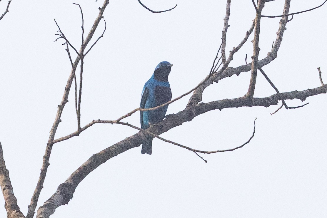 Lovely Cotinga - ML573543411