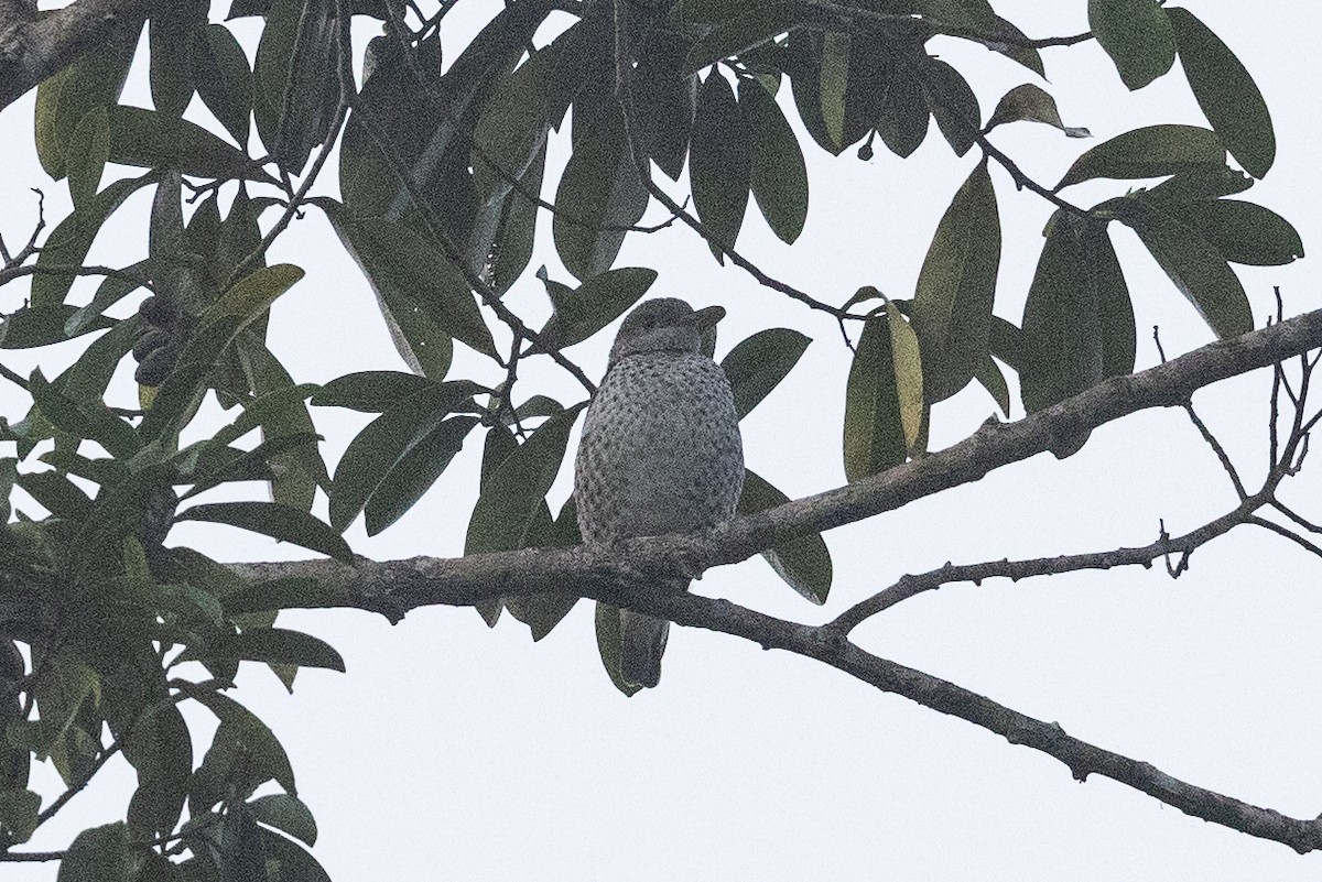 Lovely Cotinga - ML573543451