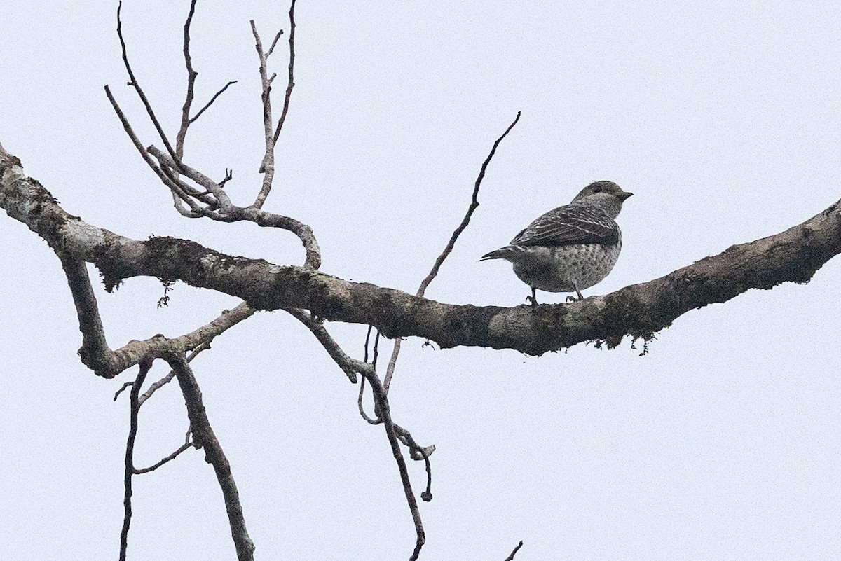 Lovely Cotinga - ML573543531